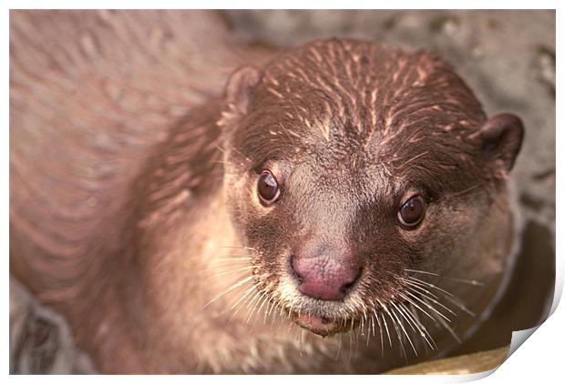 Smooth Coated Otter Print by Serena Bowles