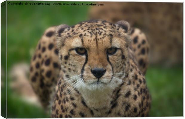 Cheetah Stare Canvas Print by rawshutterbug 