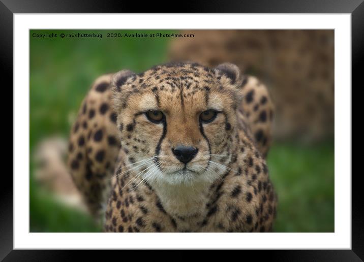 Cheetah Stare Framed Mounted Print by rawshutterbug 