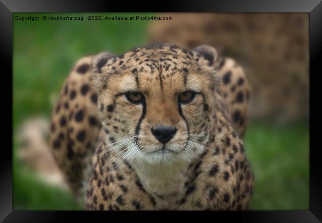 Cheetah Stare Framed Print by rawshutterbug 