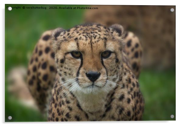 Cheetah Stare Acrylic by rawshutterbug 
