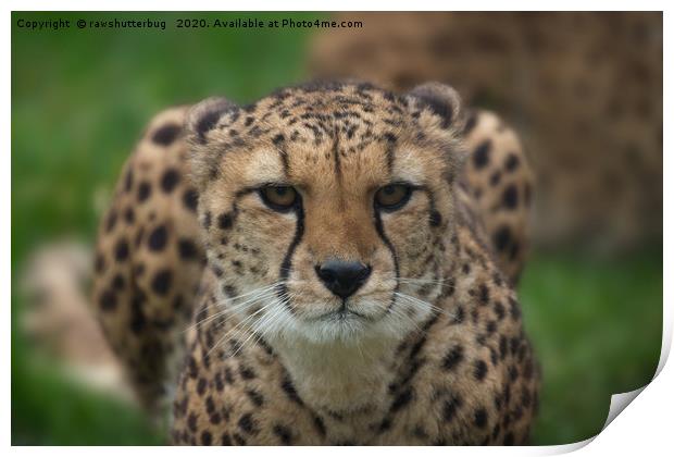 Cheetah Stare Print by rawshutterbug 