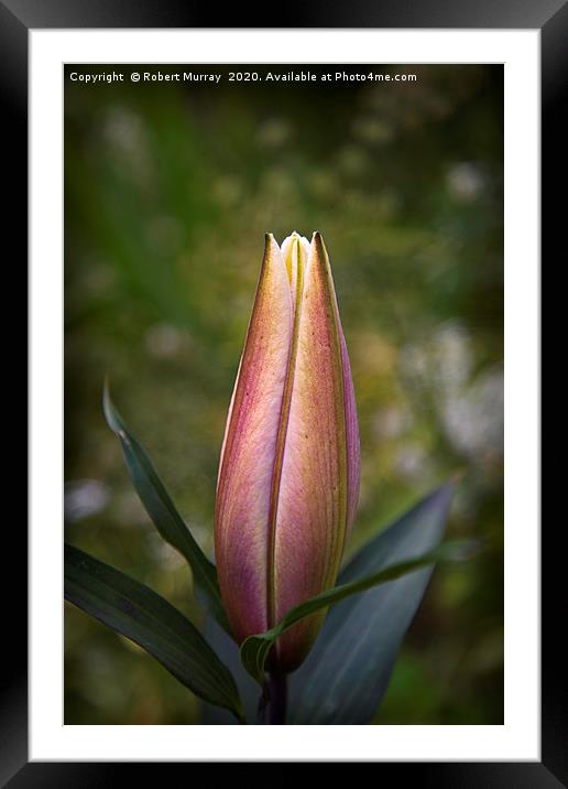 Oriental Lily Bud Framed Mounted Print by Robert Murray