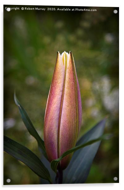 Oriental Lily Bud Acrylic by Robert Murray