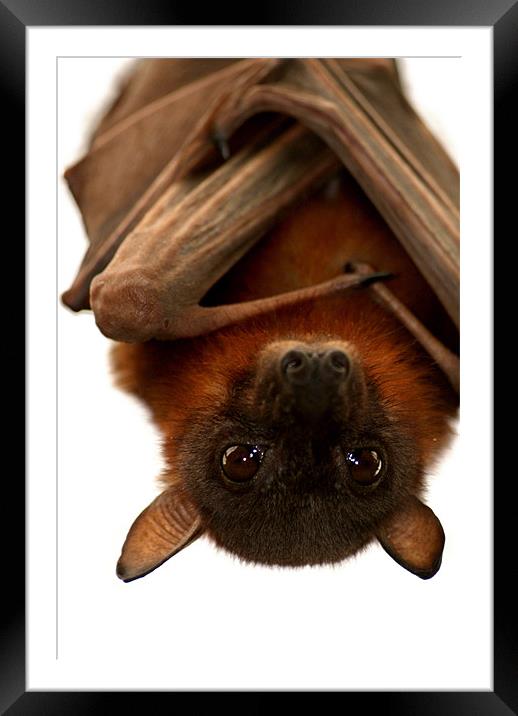 Little Red Flying Fox Framed Mounted Print by Serena Bowles