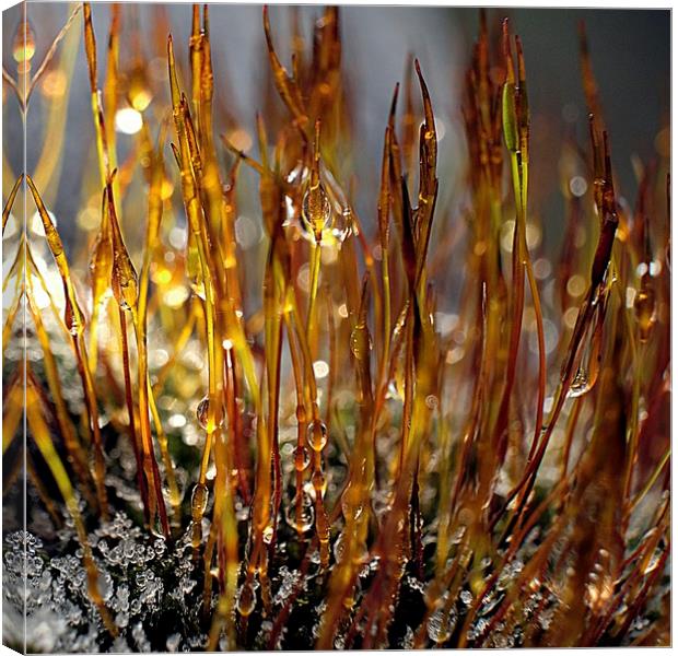 Frost Melting On Moss Macro Canvas Print by Anne Macdonald