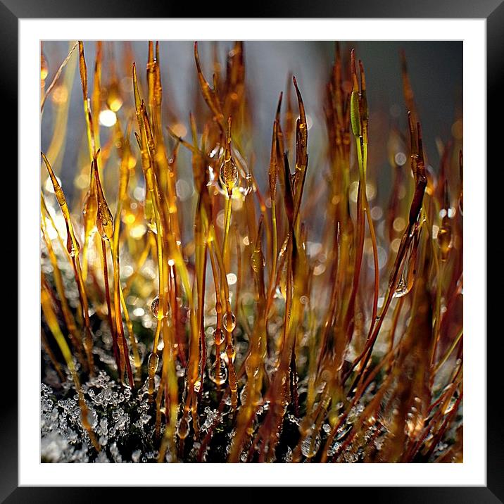 Frost Melting On Moss Macro Framed Mounted Print by Anne Macdonald