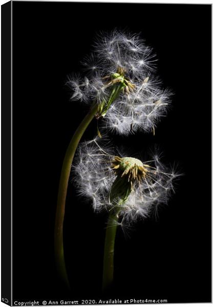 Dandelion Love Canvas Print by Ann Garrett