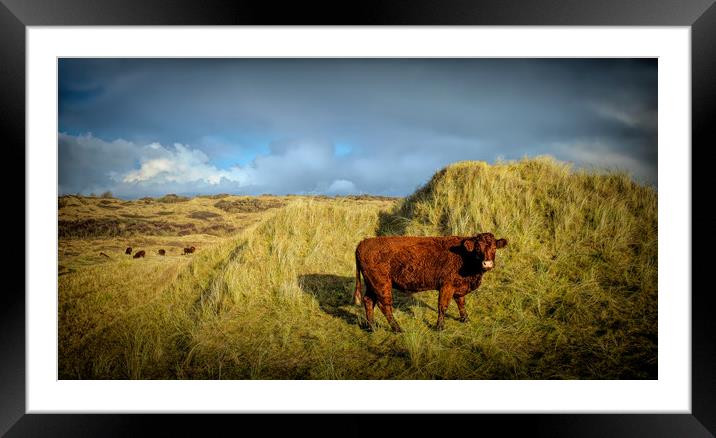Dune Grazing Framed Mounted Print by Richard Downs