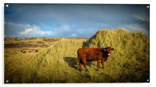 Dune Grazing Acrylic by Richard Downs