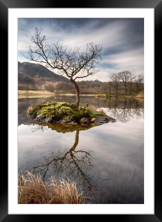 Lone Tree on Rydal Water, Ambleside Framed Mounted Print by Ann Goodall