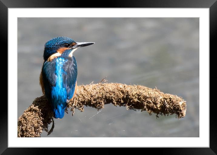 Kingfisher Framed Mounted Print by Ann Goodall
