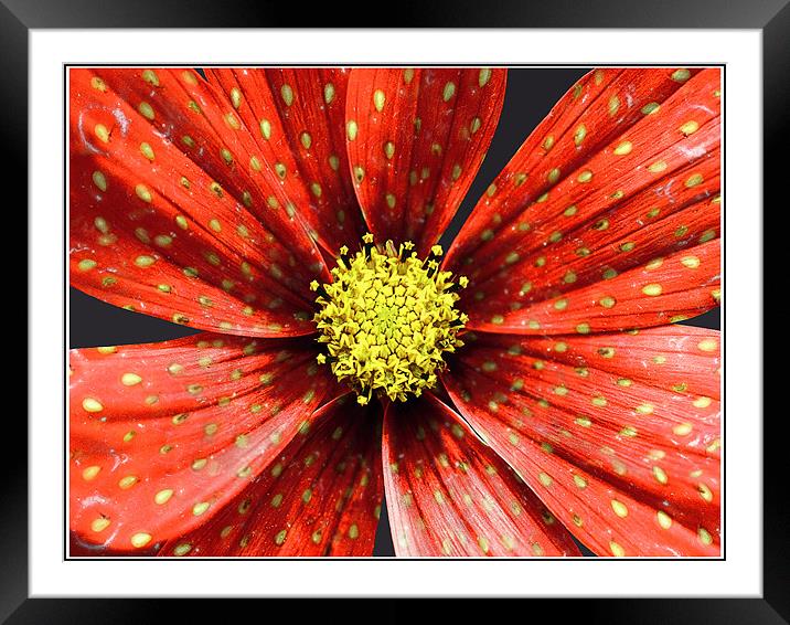 Strawberry Plant Framed Mounted Print by Alice Gosling