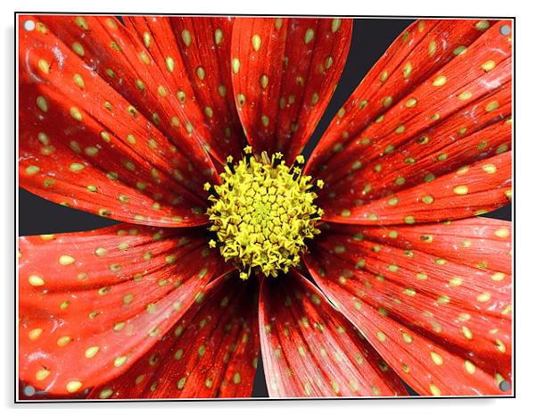 Strawberry Plant Acrylic by Alice Gosling