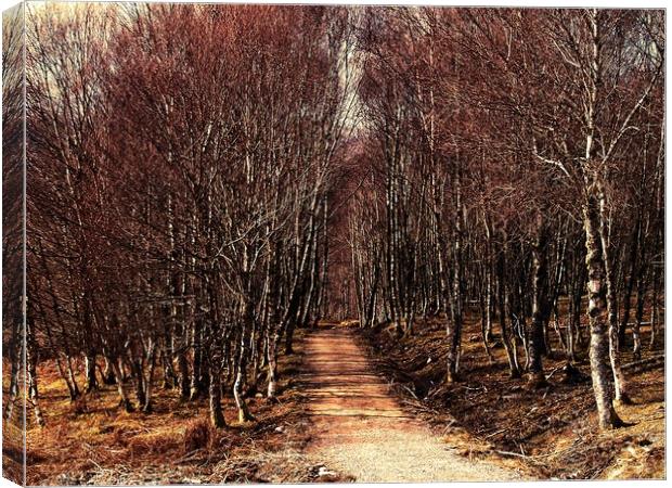 Forest walk Canvas Print by Martin Smith