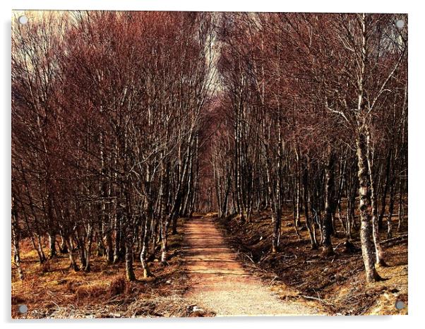 Forest walk Acrylic by Martin Smith