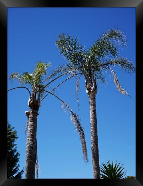 Australian Palms Framed Print by Martin Smith