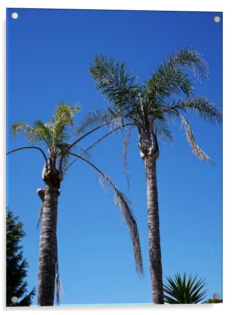 Australian Palms Acrylic by Martin Smith