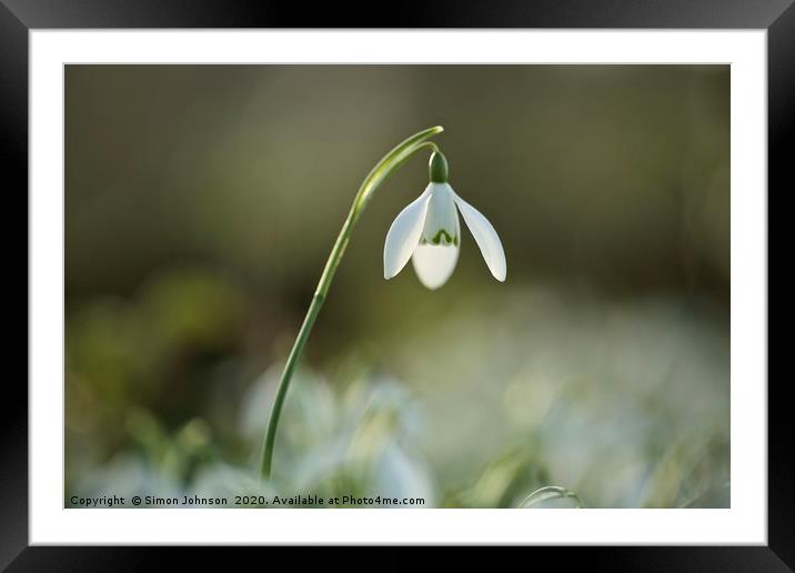 Isolated snowdrop Framed Mounted Print by Simon Johnson