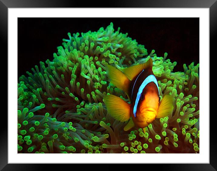 Clown Fish in Green Anemone Framed Mounted Print by Serena Bowles