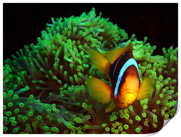 Clown Fish in Green Anemone Print by Serena Bowles