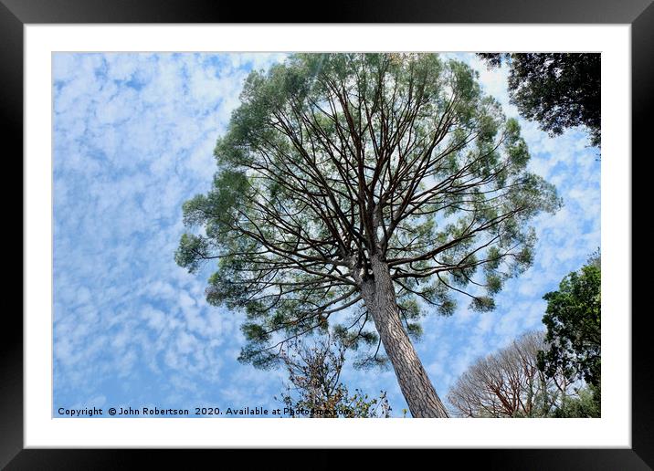 Umbrella Pine, Italy Framed Mounted Print by John Robertson