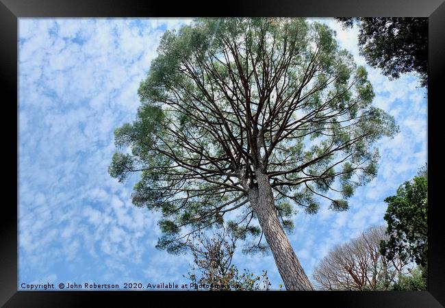 Umbrella Pine, Italy Framed Print by John Robertson