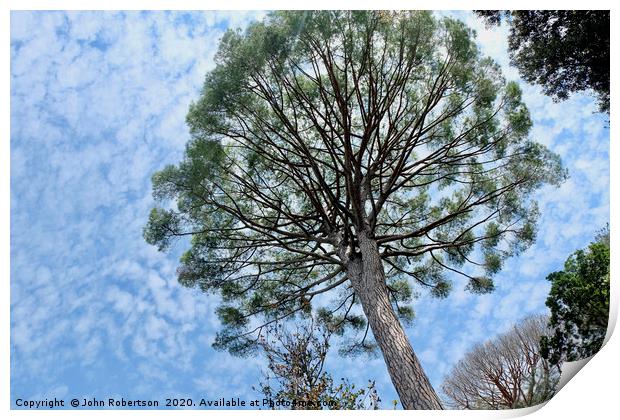 Umbrella Pine, Italy Print by John Robertson