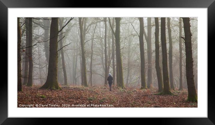 Alone in the Forest Framed Mounted Print by David Tinsley