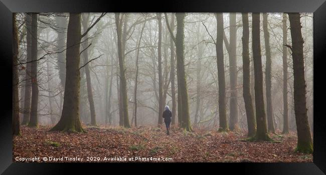 Alone in the Forest Framed Print by David Tinsley