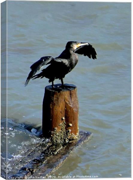 Ready to Dive? Cormorant  perched with Wings outst Canvas Print by john hartley