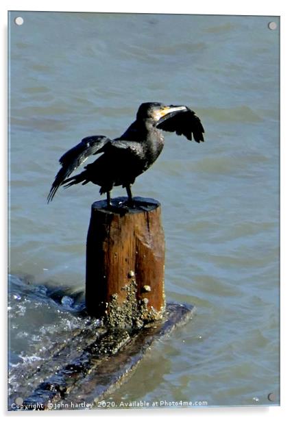Ready to Dive? Cormorant  perched with Wings outst Acrylic by john hartley