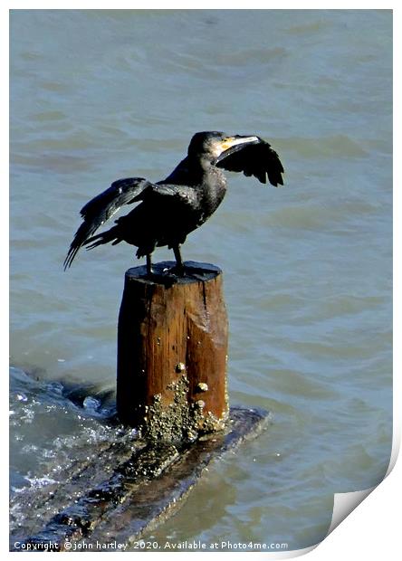 Ready to Dive? Cormorant  perched with Wings outst Print by john hartley