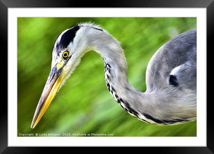 Heron Swirl Framed Mounted Print by Linda Williams