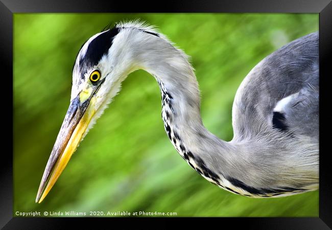 Heron Swirl Framed Print by Linda Williams