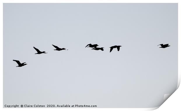 Commorants in flight Print by Claire Colston