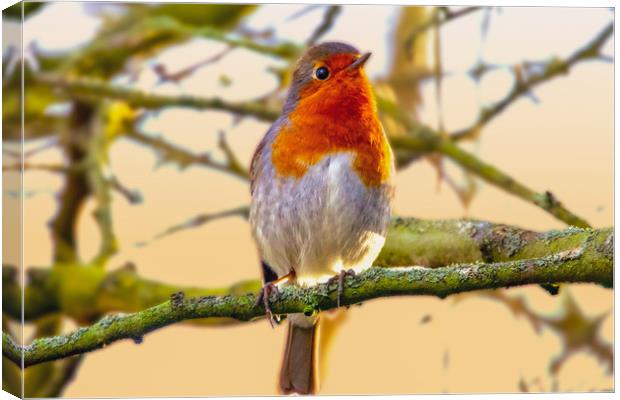 Robin Redbreast  Canvas Print by Alison Chambers