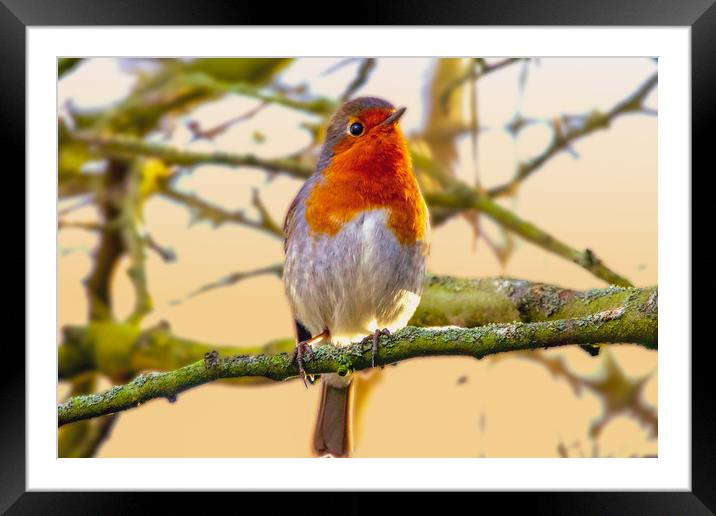 Robin Redbreast  Framed Mounted Print by Alison Chambers