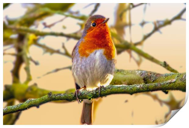 Robin Redbreast  Print by Alison Chambers