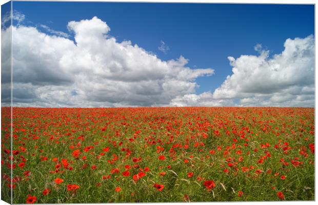 Poppies and Clouds                       Canvas Print by Darren Galpin