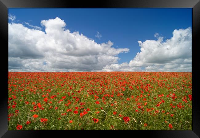 Poppies and Clouds                       Framed Print by Darren Galpin