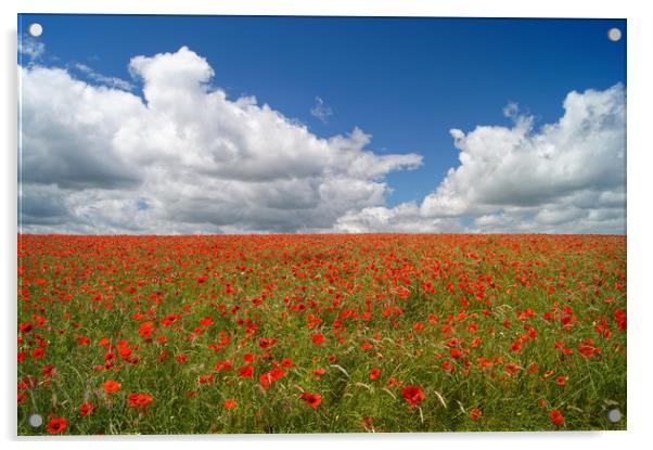 Poppies and Clouds                       Acrylic by Darren Galpin