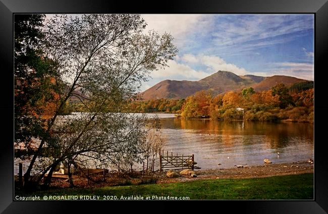 "trees by a breezy lake " Framed Print by ROS RIDLEY