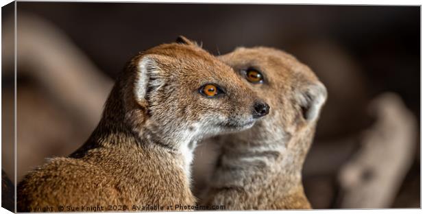 A pair of Mongoose Canvas Print by Sue Knight