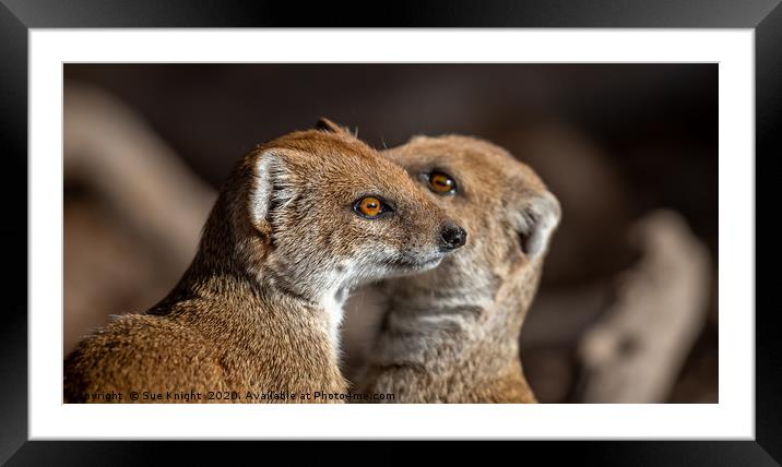 A pair of Mongoose Framed Mounted Print by Sue Knight