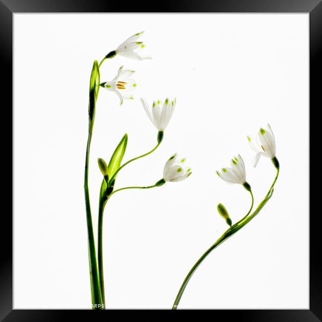 Spring Snowlake Framed Print by Eileen Wilkinson ARPS EFIAP