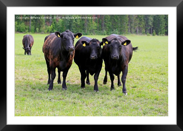 Black Cows Running Towards Camera Framed Mounted Print by Taina Sohlman