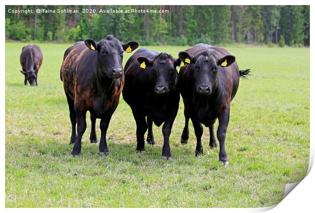 Black Cows Running Towards Camera Print by Taina Sohlman