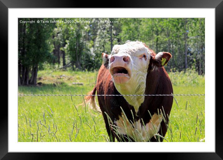 Angry Bull Bellowing Framed Mounted Print by Taina Sohlman