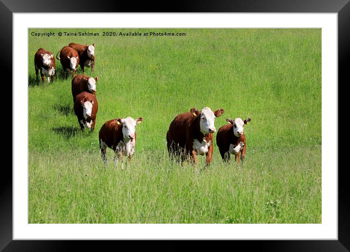 Cattle Running Towards Camera Framed Mounted Print by Taina Sohlman
